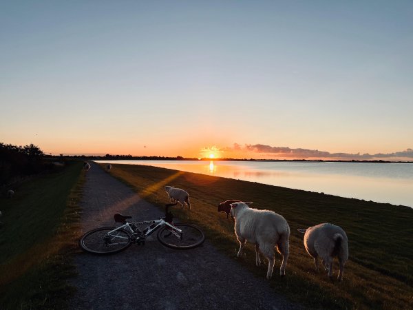 Schafe im Westen von Fehmarn