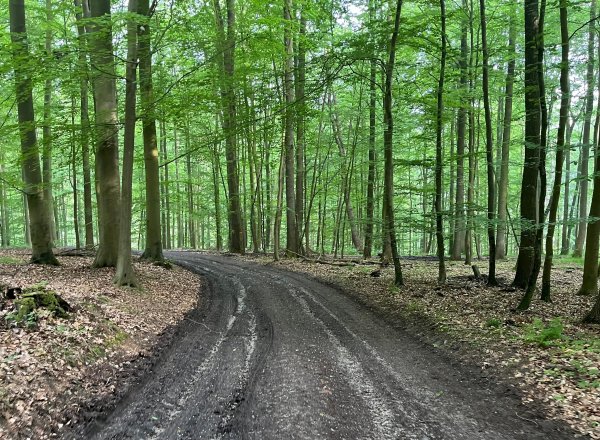 Waldstück auf dem Weg nach Kiel